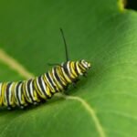 Chenille dans la maison