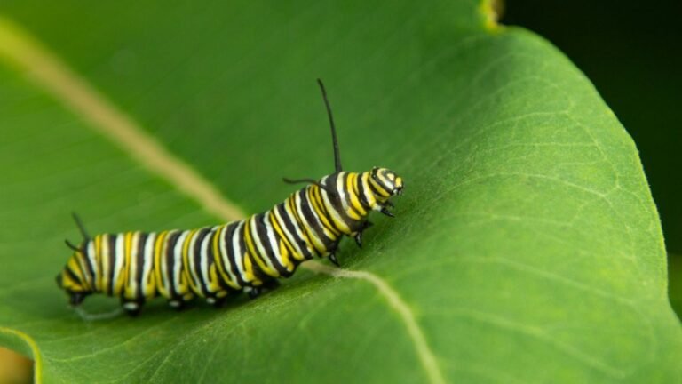 Chenille dans la maison