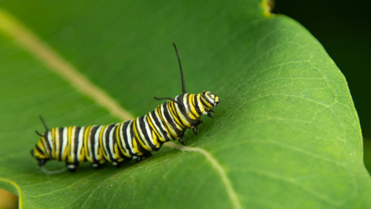 Chenille dans la maison