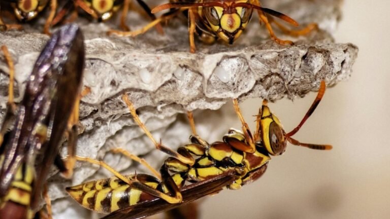 Guêpe dans la maison