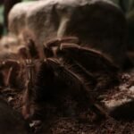 La mygale de Provence