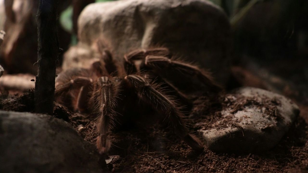 La mygale de Provence