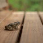 Répulsif contre les crapauds