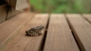 Répulsif contre les crapauds