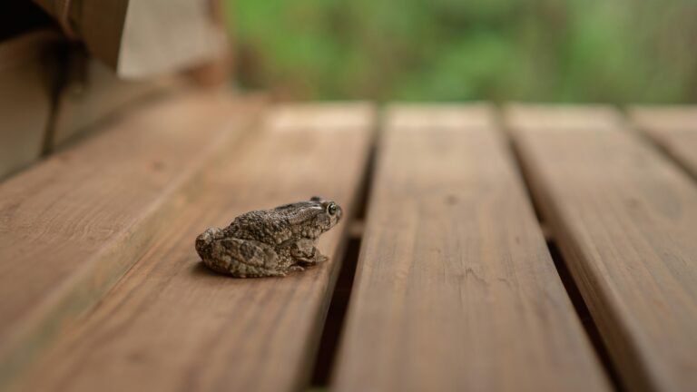 Répulsif contre les crapauds