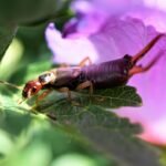 Pince-oreille dans la maison