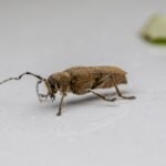 Insecte marron dans la maison