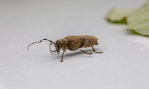 Insecte marron dans la maison