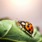 coccinelle dans la maison