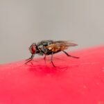 Moucherons dans la maison