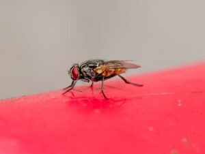 Moucherons dans la maison