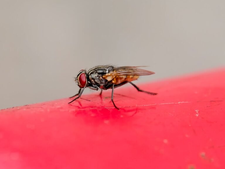 Moucherons dans la maison