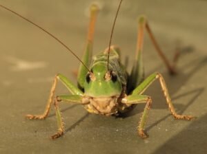 Sauterelle verte dans la maison