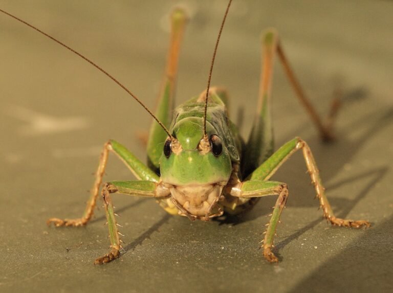 Sauterelle verte dans la maison