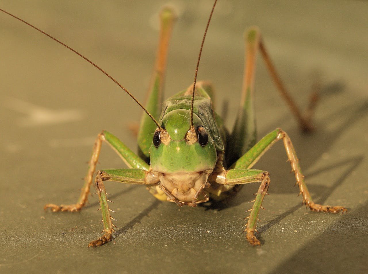 Sauterelle verte dans la maison